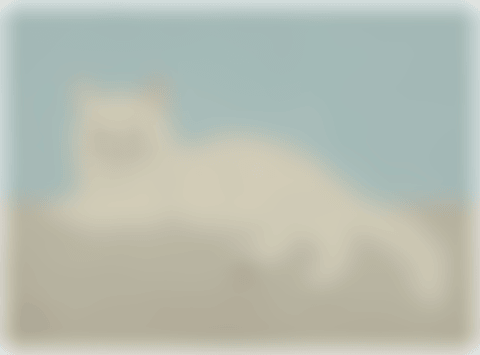 le chat (preview)