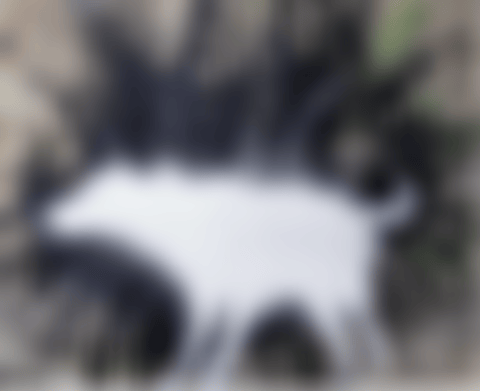 Wet Dog (preview)