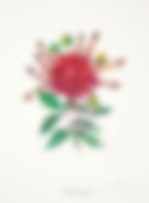 Dahlia, from Florals (Field 72-7-H), 1972 (preview)