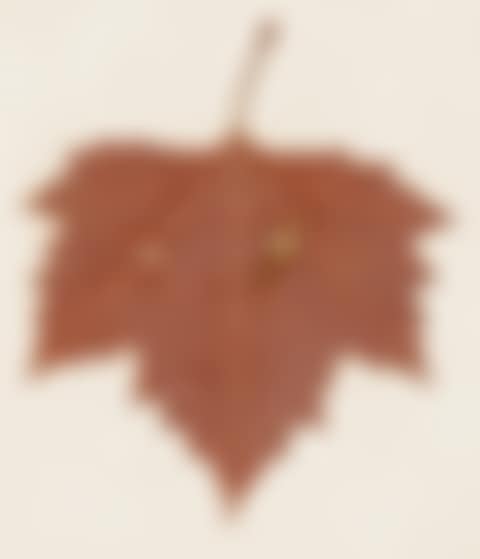 Waterdrop (preview)