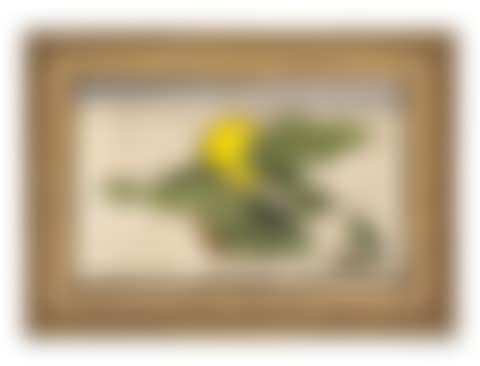 Lemon (preview)