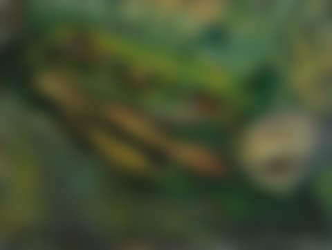 Nature morte verte (preview)