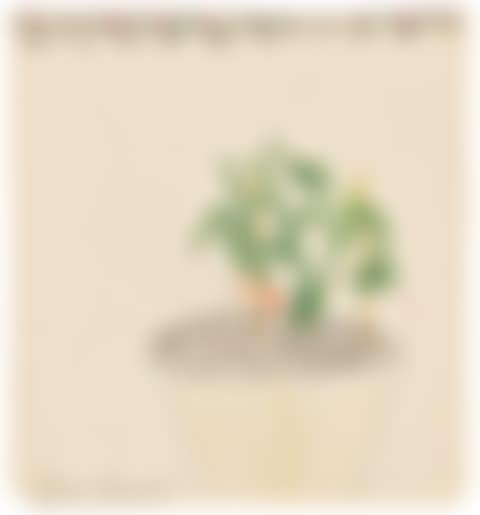 Cactus (preview)