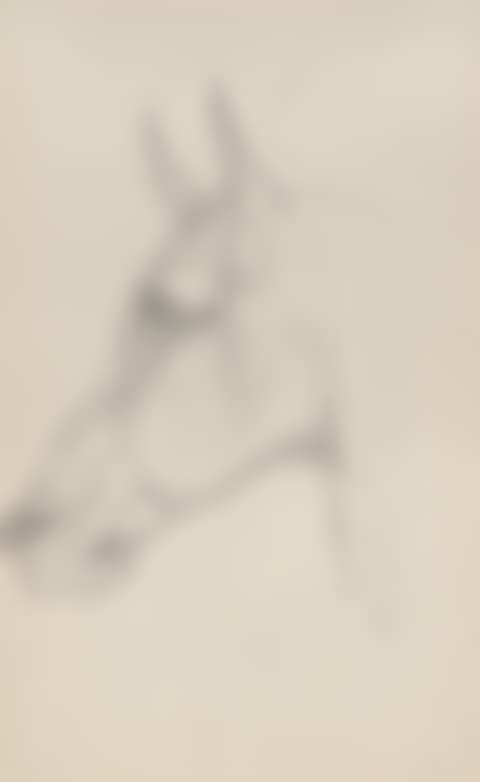 Tête de cheval (preview)