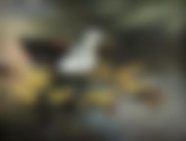 Untitled (preview)