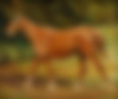 Stallion (preview)