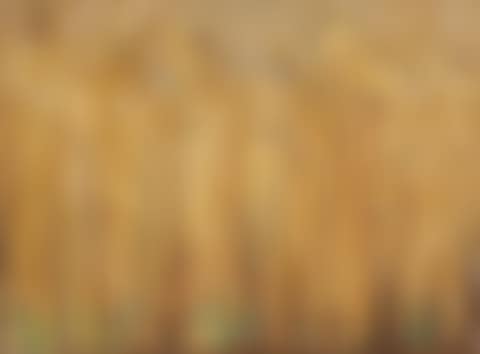 Cornfield (preview)