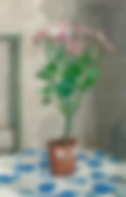 Pink Potted Flowers on Cloth with Blue Design (preview)