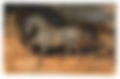 Gray horse scared by a snake (preview)