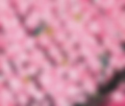 Cherry Blossom (preview)