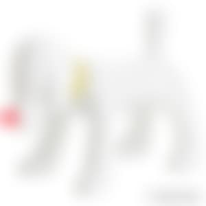 DOGGY RADIO (preview)