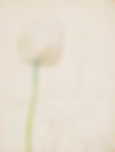 Tulips (preview)