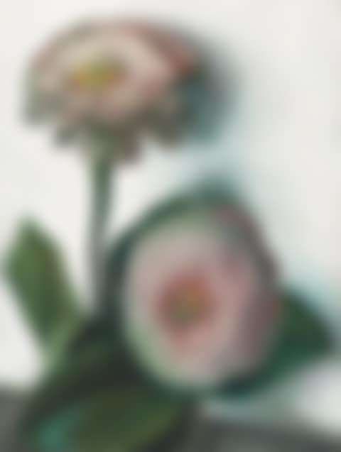 Zinnia (preview)