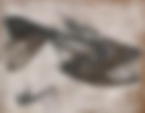Untitled (Underwater Predator) (preview)