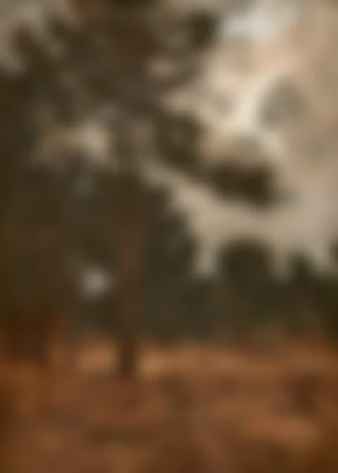 Landscape from Fontainebleau (preview)