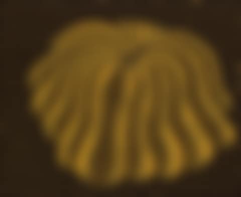 Napping Pumpkin (preview)