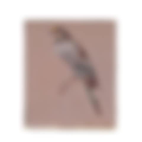 Bird (preview)
