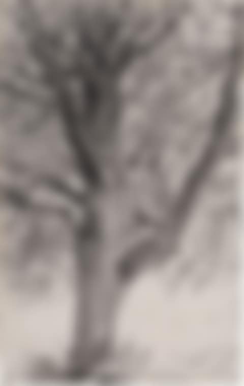 Study of a Tree (preview)