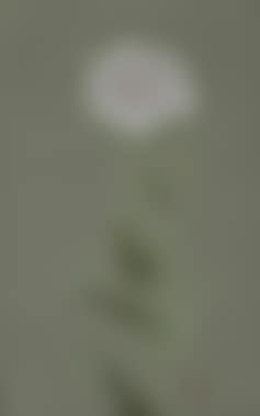 poppy (preview)
