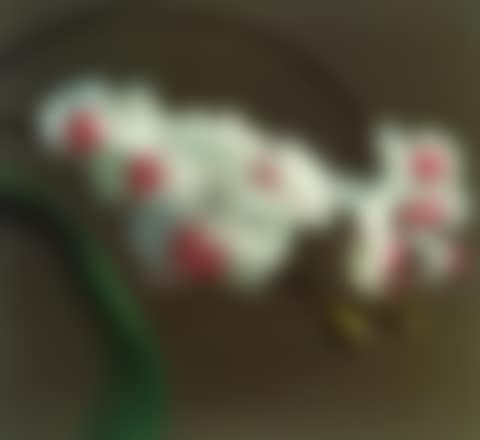 Orchidee I (preview)