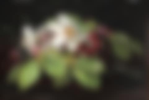 A bouquet of beech, apple blossom and poet's daffodills in a forest bed (preview)