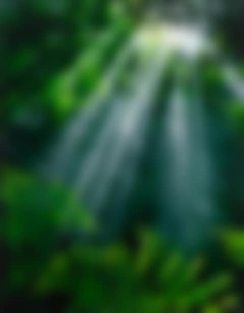 Forest's breath XL (preview)