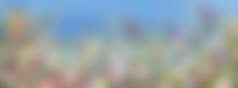 WHERE FLOWERS DREAM (preview)