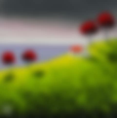 RED TREES (preview)
