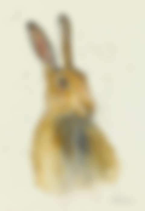 HARE (preview)