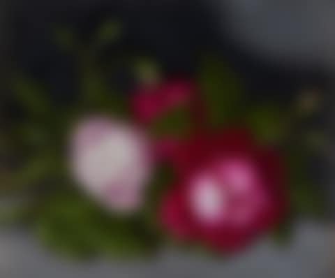 Roses (preview)