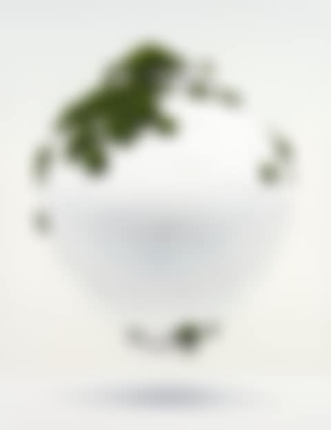 Moss on Jar (preview)