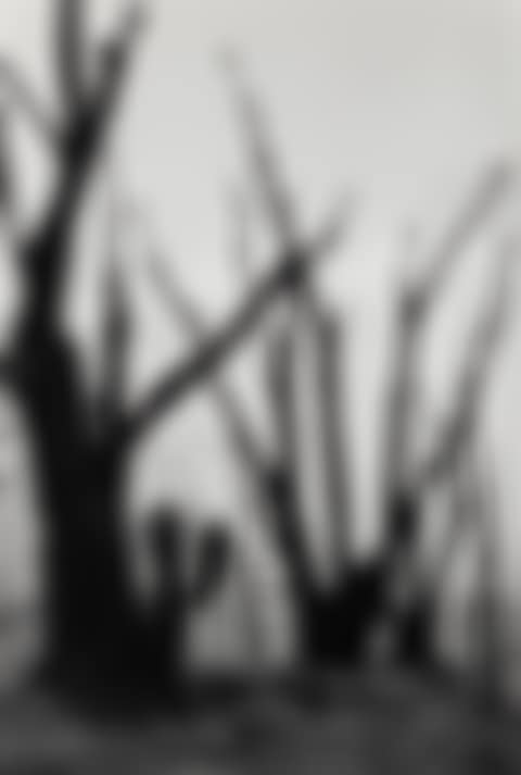 Trees (preview)