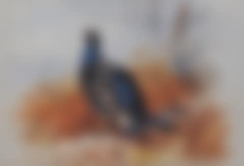 Blackgame (preview)