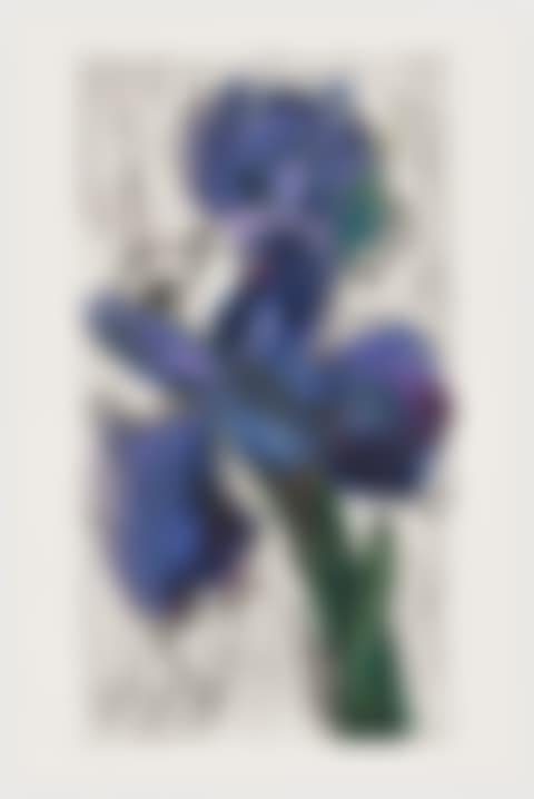 Dutch Iris (preview)