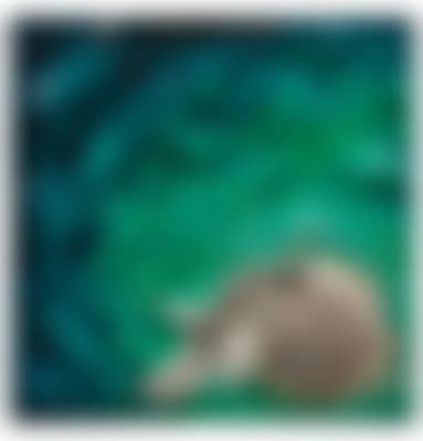 Madrepora (preview)