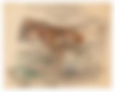 An Ox (preview)