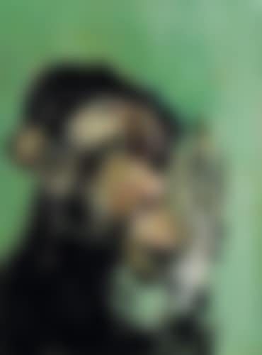 Singe (preview)