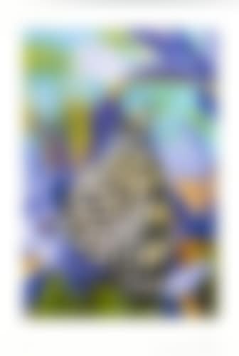 Love print - kite butterfly on Spanish iris (preview)