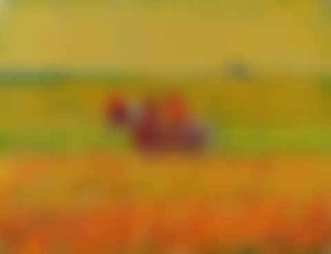 Un cheval dans un champ de blés murs (preview)