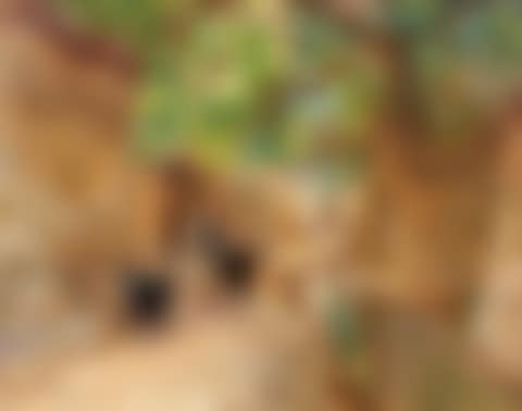 Chemin dans l'oasis d'el Kantara (preview)