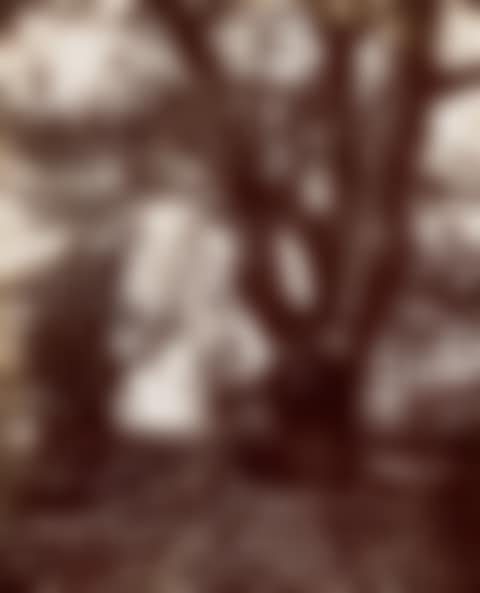 Châtaigniers (Chestnut Trees) (preview)