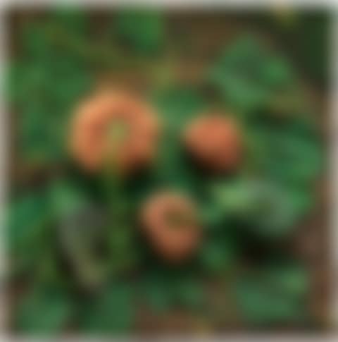 Zuccaia (preview)