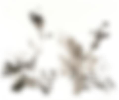 Le Jardin d'encre (The Ink Garden) (preview)