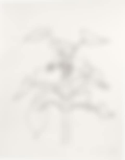Sunflower I (G. 2009, A. 313) (preview)