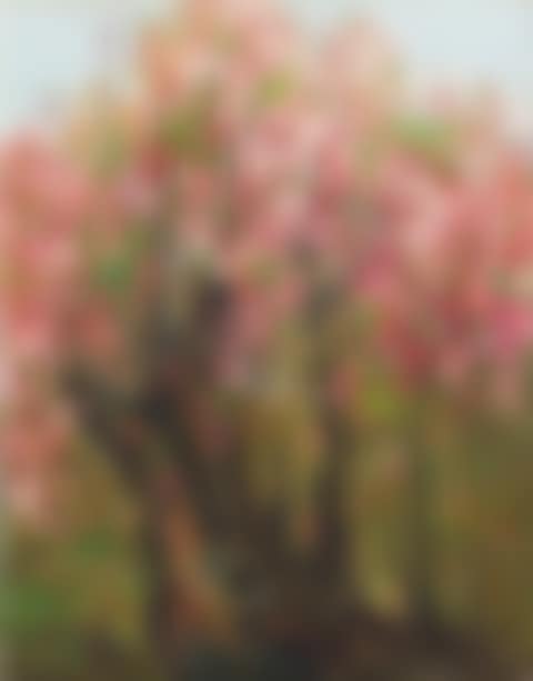 Plum Blossoms (preview)