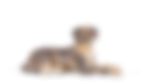 Lying dog in polychrome terracotta (preview)