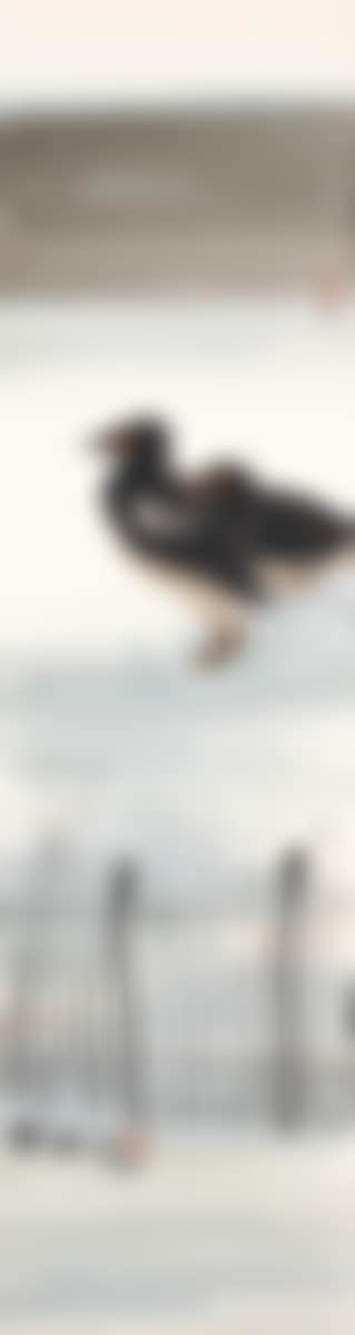 Two Ducks (preview)
