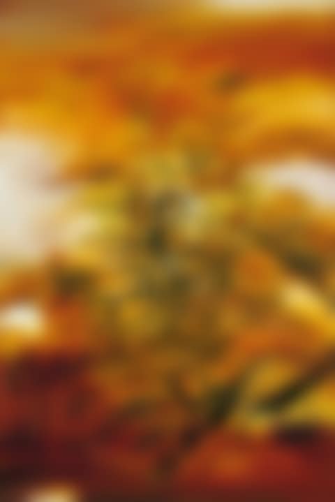 25.9.69 (preview)