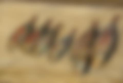 Rougets (preview)