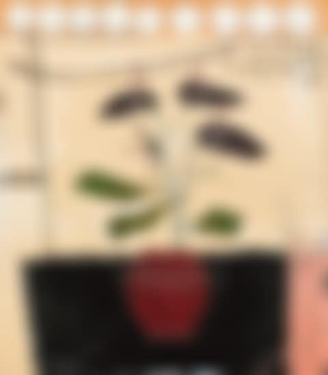 Almost Dutch (preview)